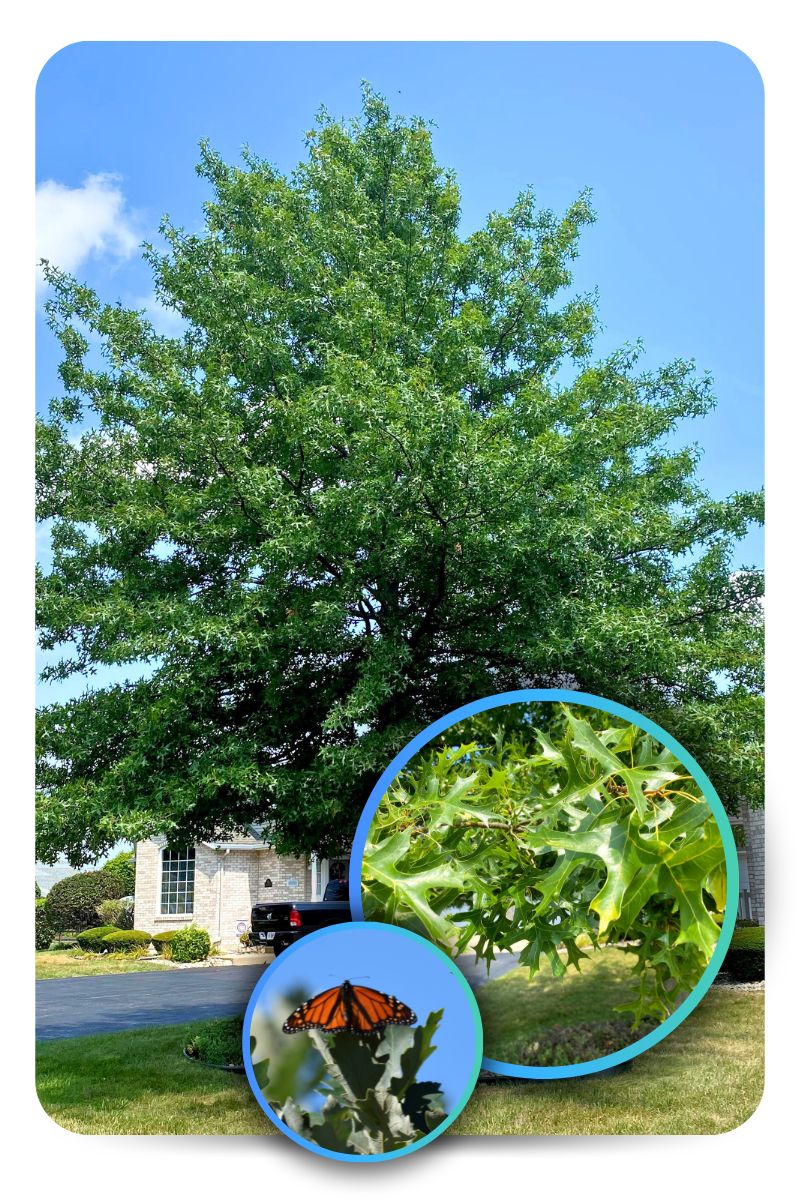 Oak tree with a butterfly on its leaves